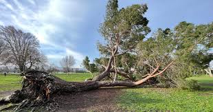 Huge tree falls on road